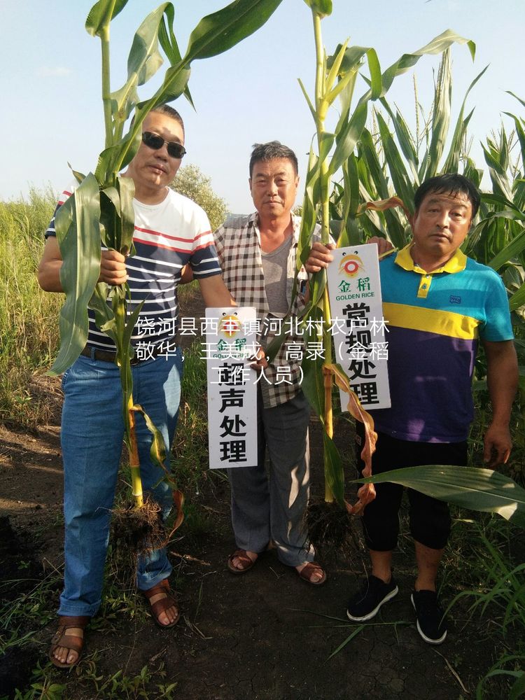 黑龍江雙鴨山市與佳木斯市的超聲波玉米、水稻種植田調(diào)查