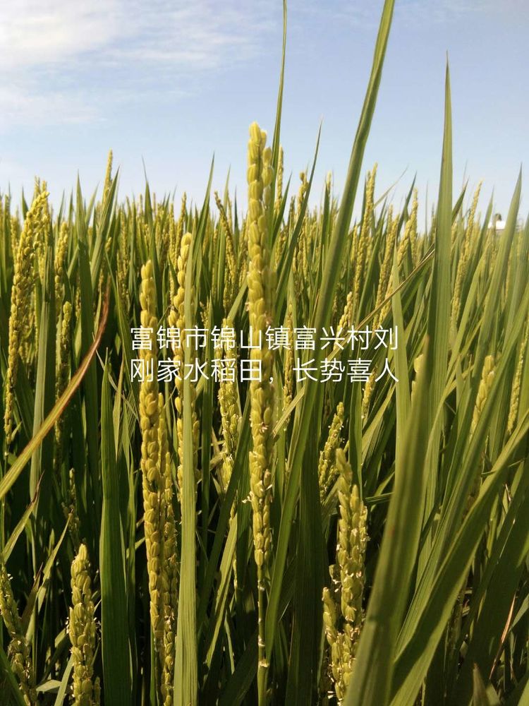 黑龍江雙鴨山市與佳木斯市的超聲波玉米、水稻種植田調(diào)查
