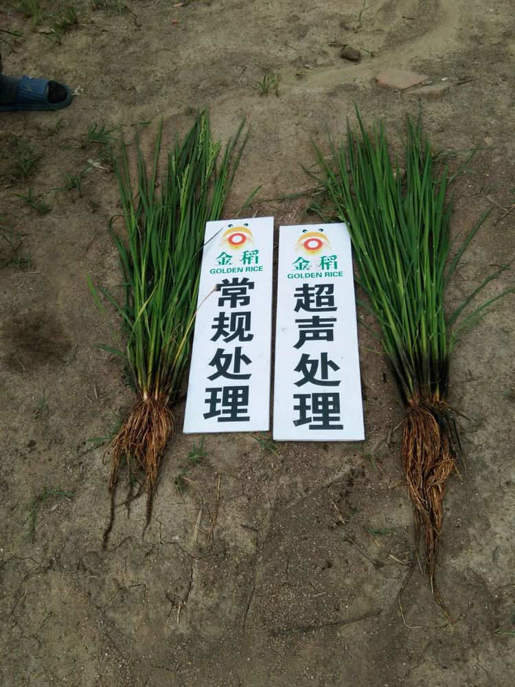 黑龍江雙鴨山市與佳木斯市的超聲波玉米、水稻種植田調(diào)查