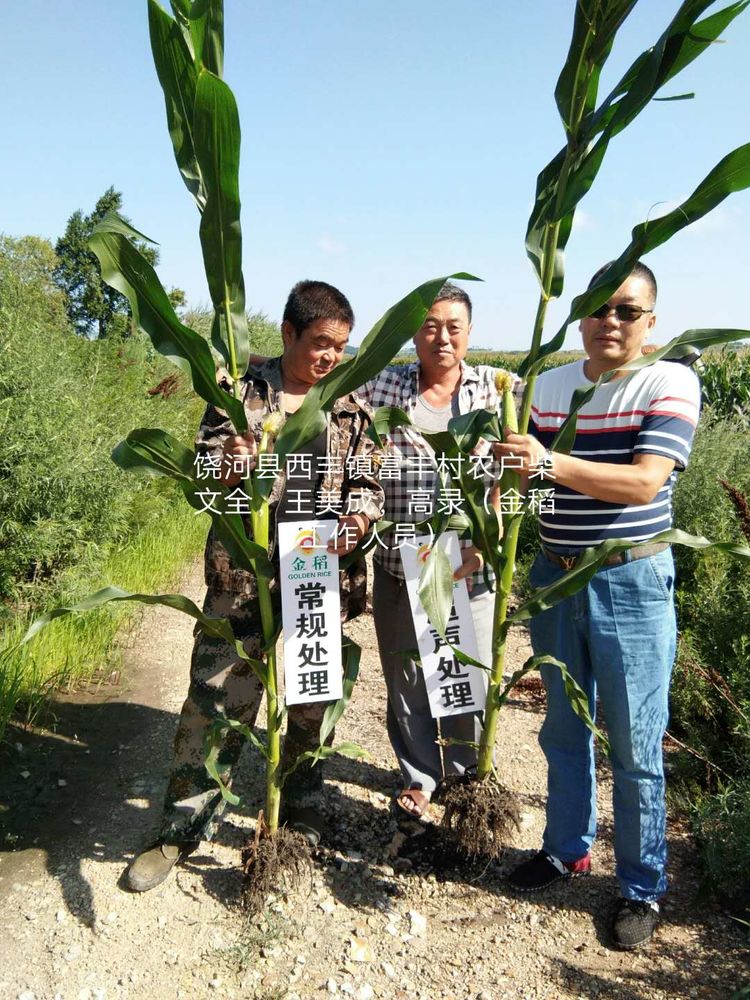 黑龍江雙鴨山市與佳木斯市的超聲波玉米、水稻種植田調(diào)查