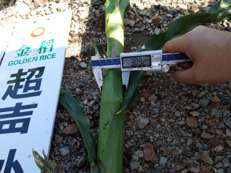 黑龍江雙鴨山市與佳木斯市的超聲波玉米、水稻種植田調(diào)查