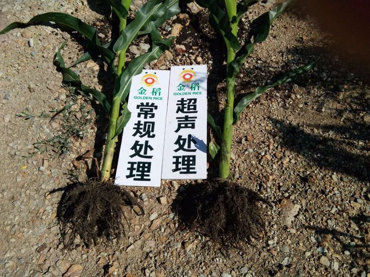 黑龍江雙鴨山市與佳木斯市的超聲波玉米、水稻種植田調(diào)查