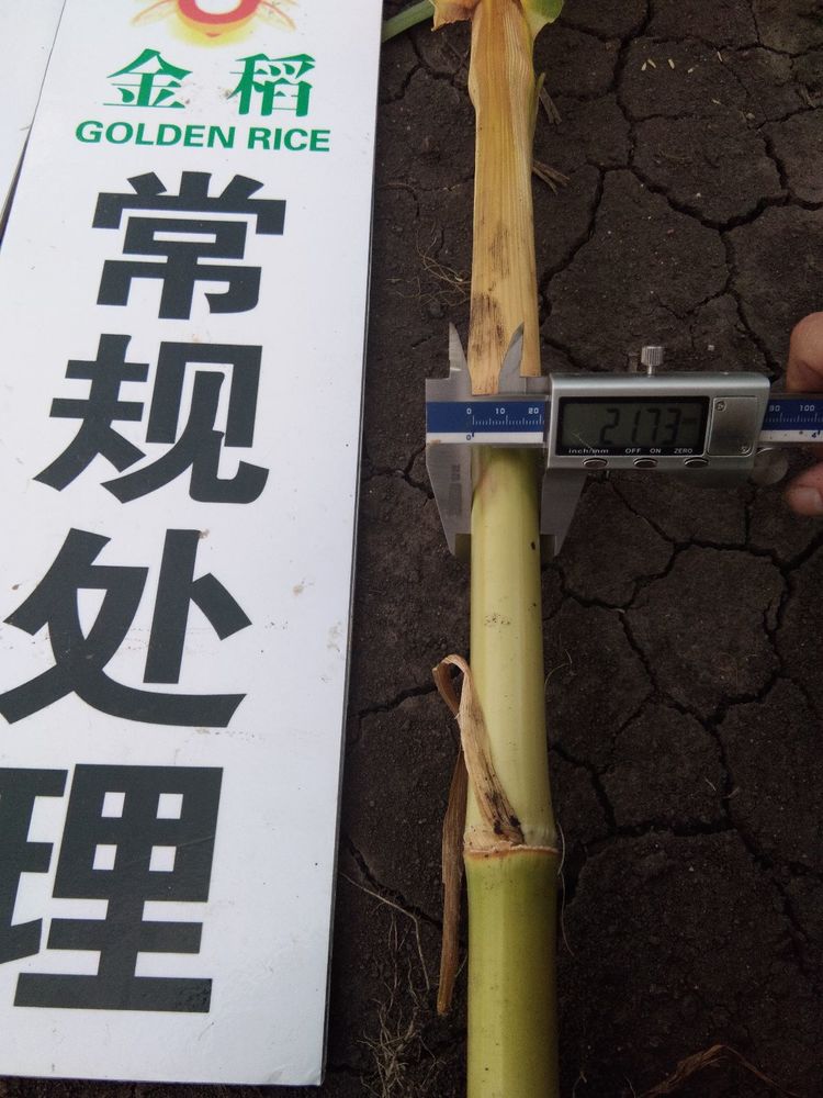黑龍江雙鴨山市與佳木斯市的超聲波玉米、水稻種植田調(diào)查