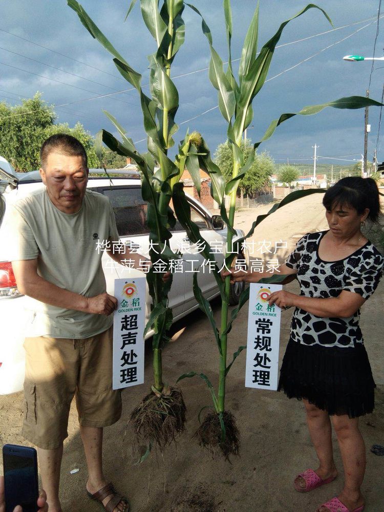 黑龍江雙鴨山市與佳木斯市的超聲波玉米、水稻種植田調(diào)查