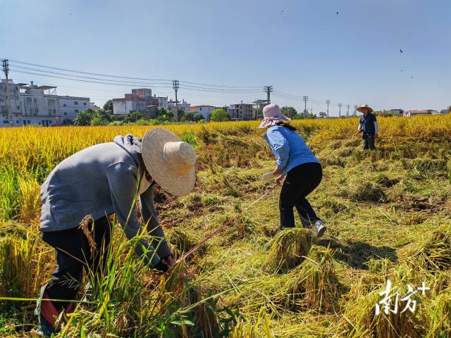 超聲種子增產(chǎn)預(yù)處理后，廣東興寧雙季絲苗香米突破畝產(chǎn)1446.18公斤，再創(chuàng)世界紀(jì)錄！